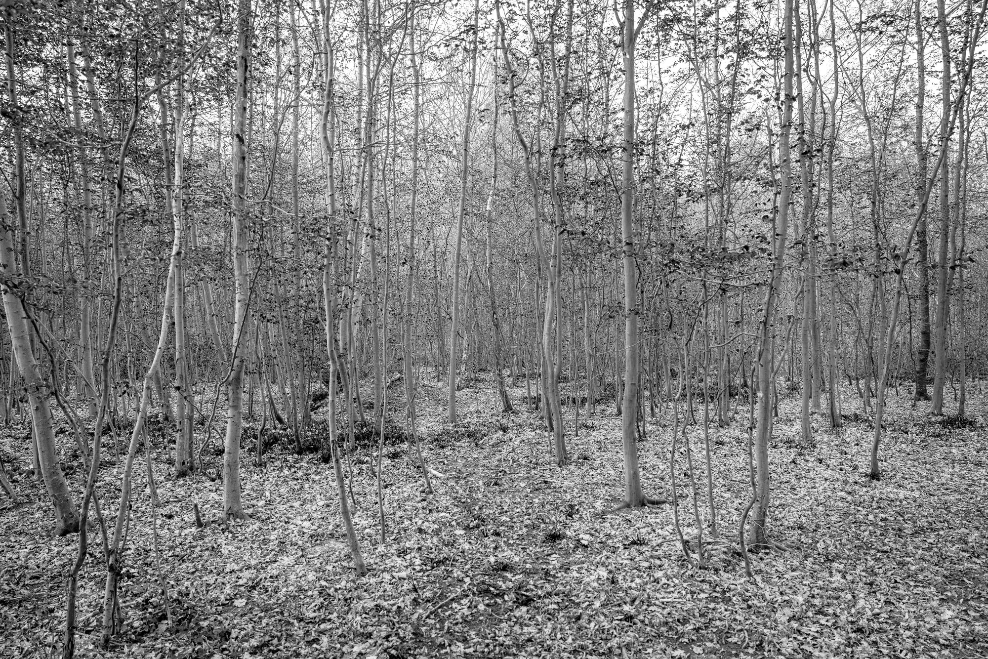 Stillness, Barely Broken