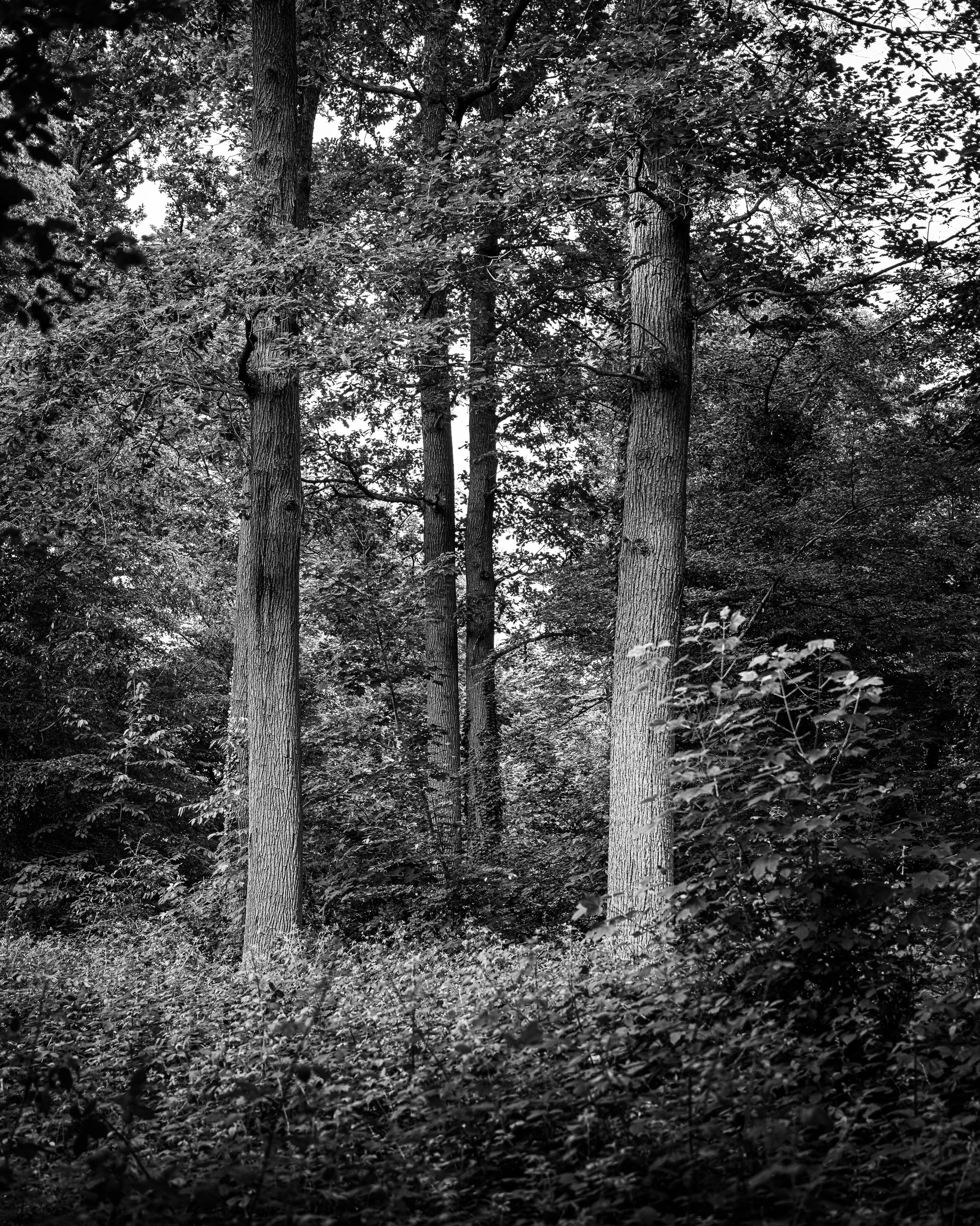 Four Sentinels