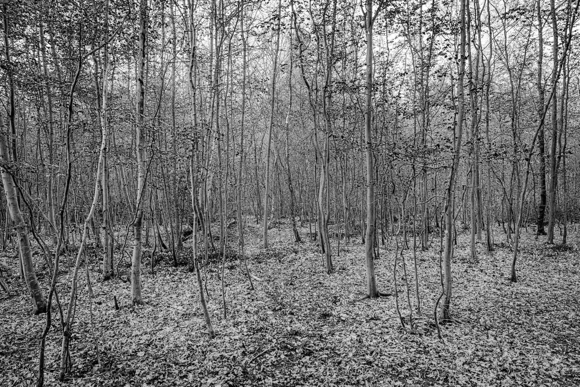 Stillness, Barely Broken