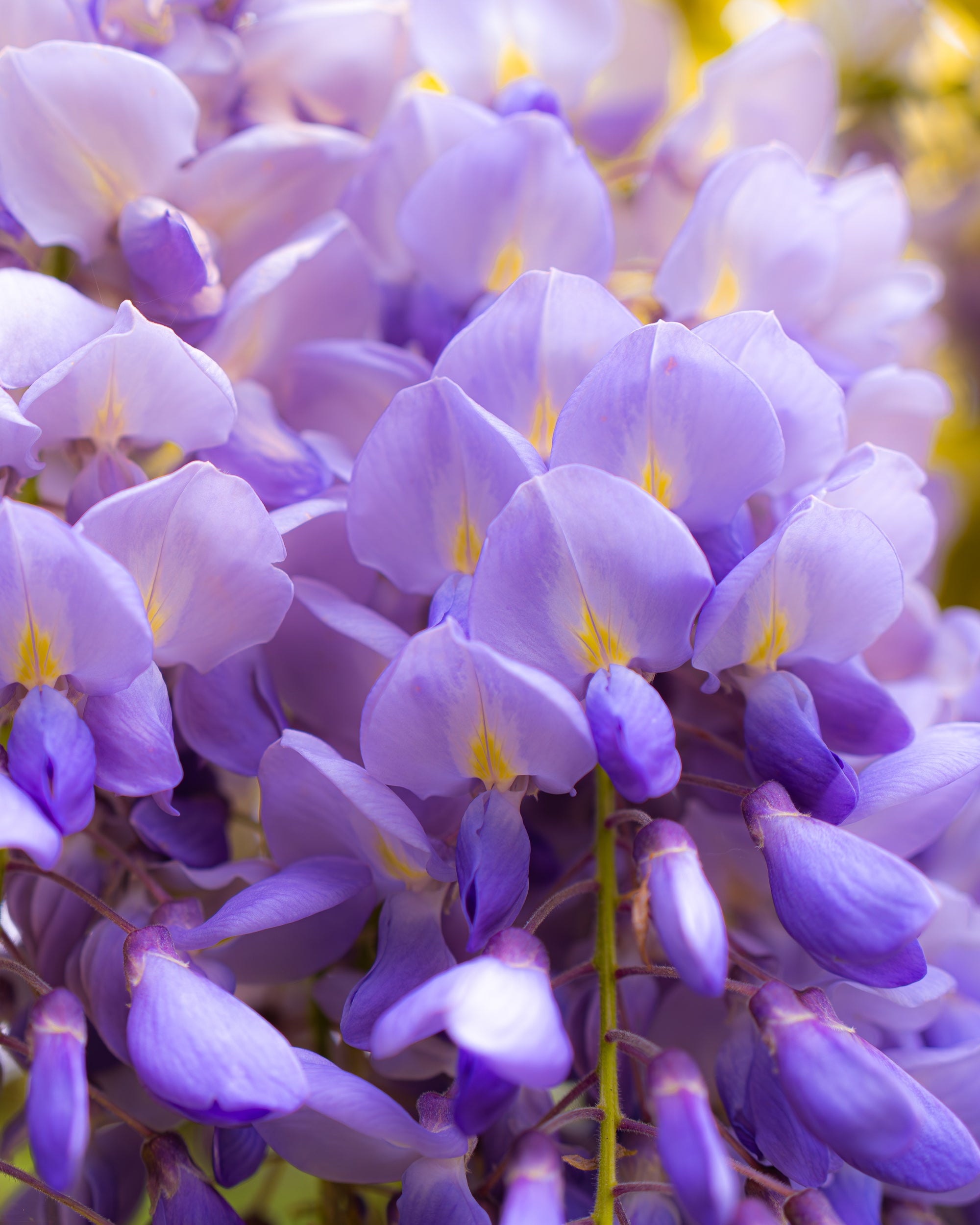 Wisteria in Bloom